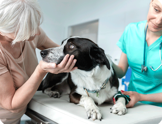 Image 1 Quels sont les symptômes de l’arthrose du chien et chat ?