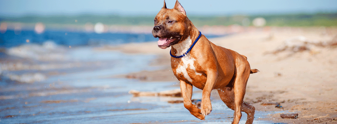 Activité physique et arthrose sur chien de sport - Alforme
