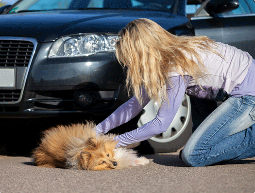 Image 1 Comment gérer une situation d’urgence avec un chien ou un chat ?