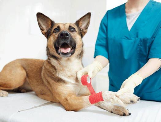 Image 1 Quels sont les gestes de premiers secours canin et félin ?