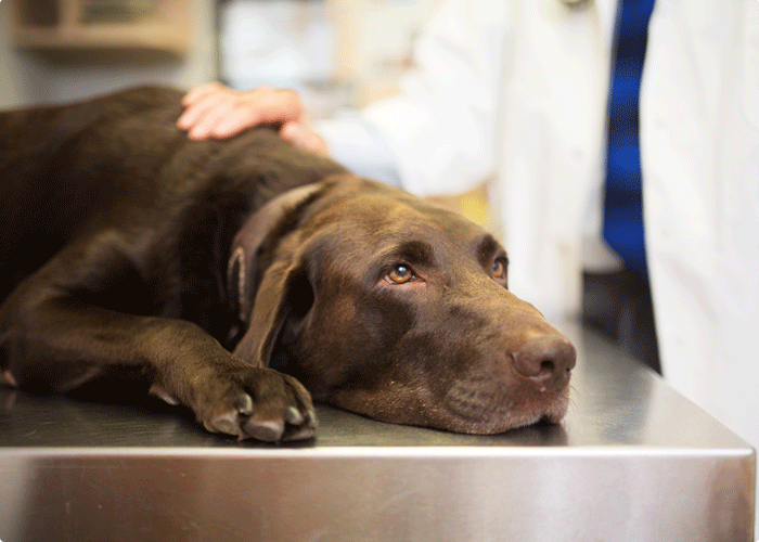 Image 1 La chaîne des secours pour chien et chat