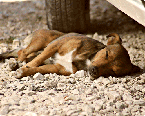 Image 1 Mon chien ou mon chat respire-t-il ?