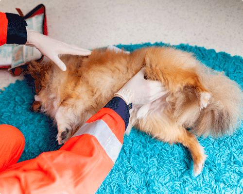 Image 1 Le cœur de votre chien ou de votre chat bat-il ?