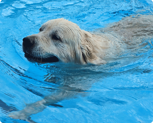 Image 1 La noyade d’un chien ou un chat