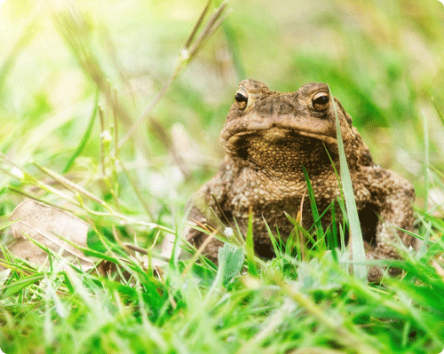 Image 1 Envenimation par le crapaud