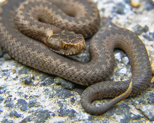 Image 1 Morsure de serpent