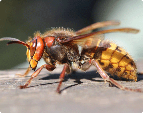 Image 1 Les piqûres d’insectes