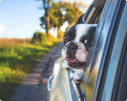 Image 1 Qu’est-ce qu’un coup de chaleur sur un chien ou un chat ?