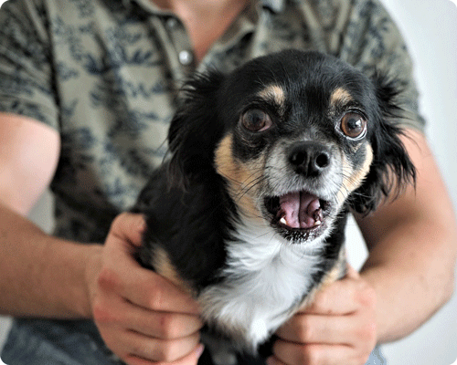 Image 1 Qu’est-ce qu’une crise de convulsion chez l’animal ?