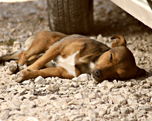 Image 1 Les signes d’une crise convulsive sur un animal