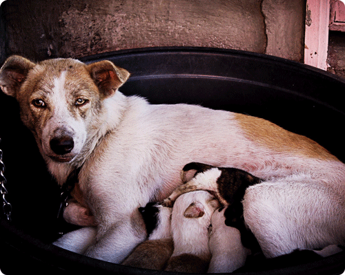 Litière d'intérieur pour chien - ABC chiens