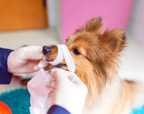 Trousse premiers secours complète pour chiens et chats