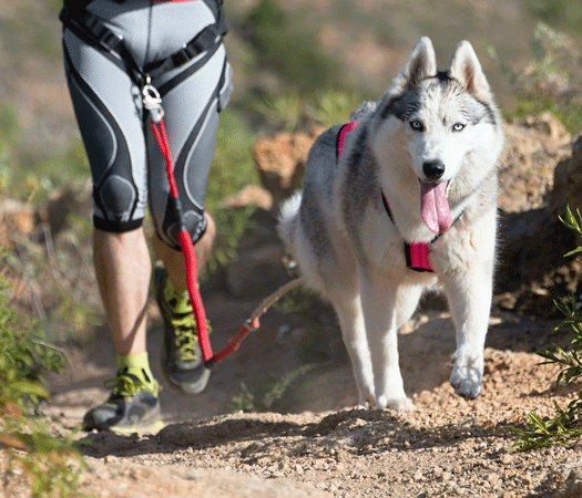 Image 1 PRISE EN CHARGE DU CHIEN SPORTIF