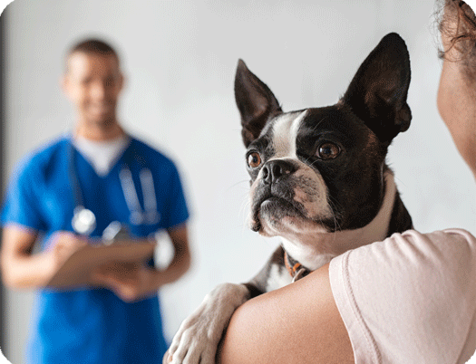 L'arthrose du chien : causes, symptômes et prévention