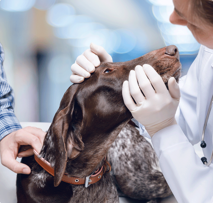 Medicaments Pour L Arthrose Sur Chien Et Chat Alforme