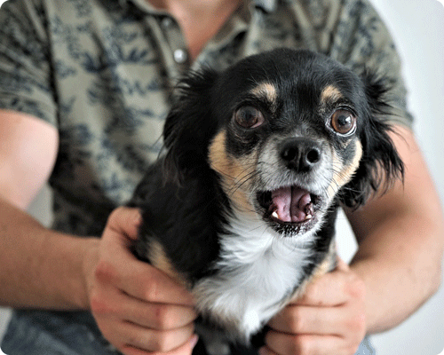 Crise De Convulsion Sur Chien Et Chat Alforme