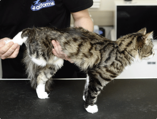 Dysplasie Chien Et Chat Traitement Et Reeducation Alforme