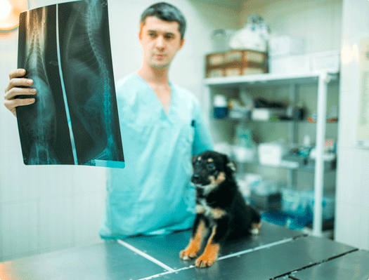 Hernie Discale Chien Et Chat Reeducation Et Traitement Alforme