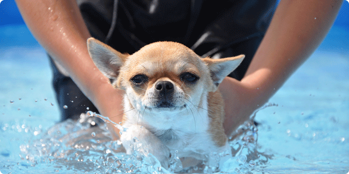 Hernie Discale Chien Et Chat Reeducation Et Traitement Alforme