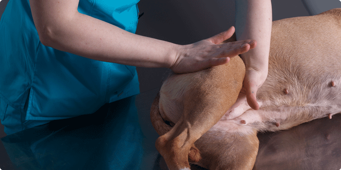 Hernie Discale Chien Et Chat Reeducation Et Traitement Alforme