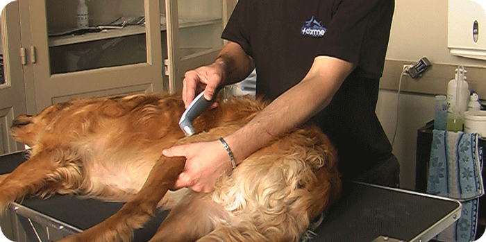 Hernie Discale Chien Et Chat Reeducation Et Traitement Alforme