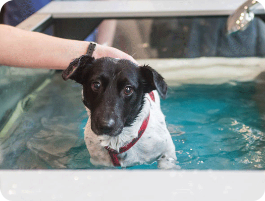 thalassotherapie pour chien et chat