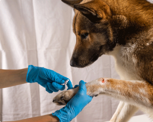 Saignements Chez Le Chien Et Le Chat Alforme
