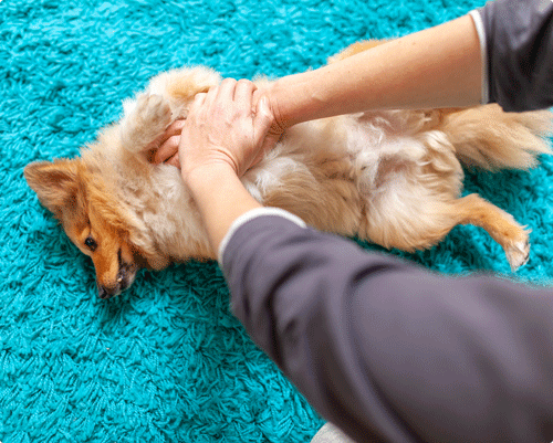 Saignements Chez Le Chien Et Le Chat Alforme