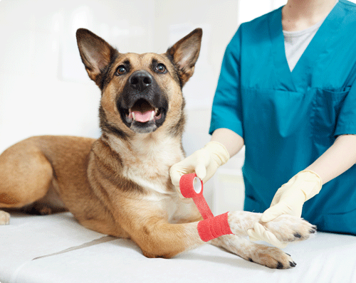 Saignements Chez Le Chien Et Le Chat Alforme