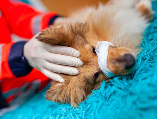 Arret Cardiaque D Un Chien Ou Un Chat Alforme