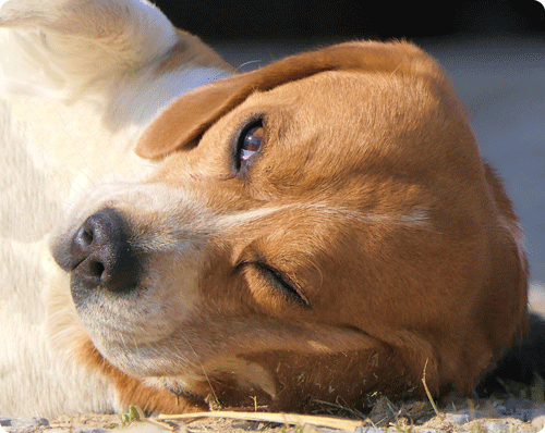 Blessure A L œil Sur Un Chien Ou Un Chat Alforme