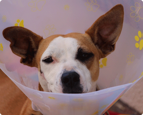 Blessure A L œil Sur Un Chien Ou Un Chat Alforme