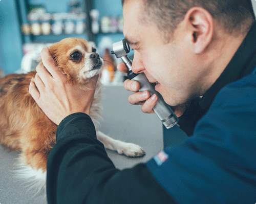 Blessure A L œil Sur Un Chien Ou Un Chat Alforme