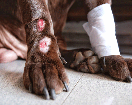 Plaie Simple Sur Un Chien Ou Un Chat Alforme