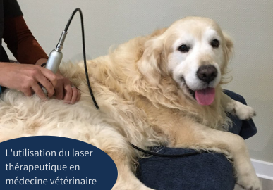 Miniature L'utilisation du laser thérapeutique en médecine vétérinaire