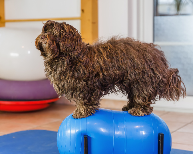 Miniature Prise en charge vétérinaire du chien de sport
