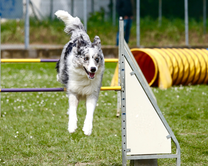Miniature Prise en charge vétérinaire du chien sportif